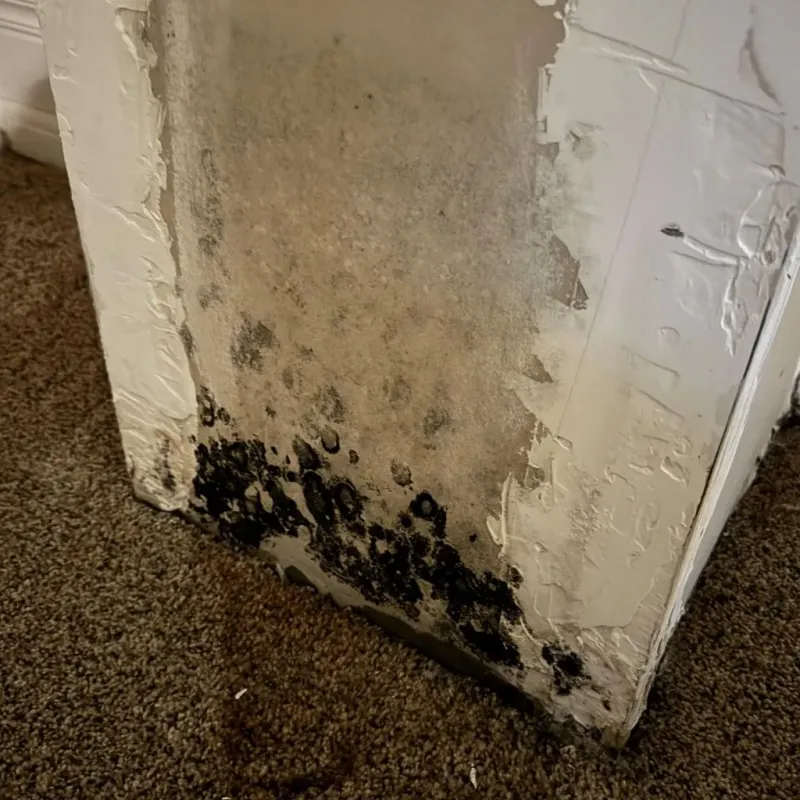 Professional Mold Removal in Canton, MS